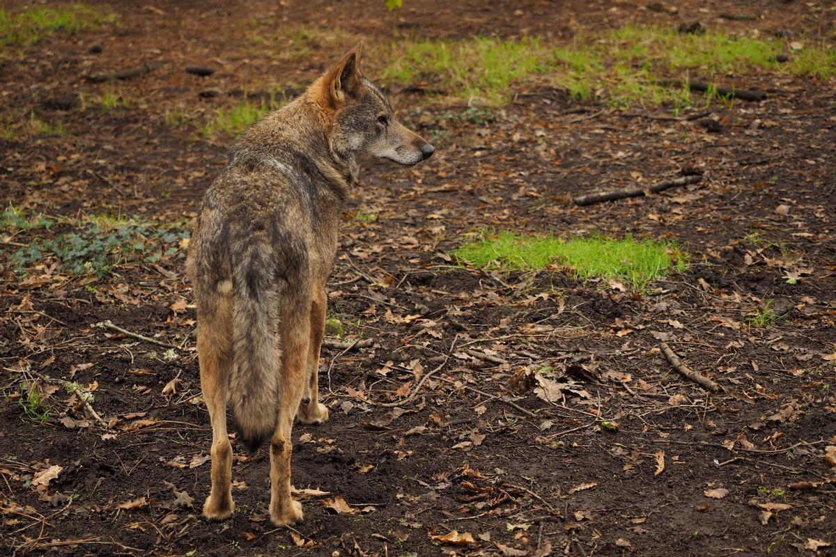 Un ejemplar macho de lobo Ibérico.