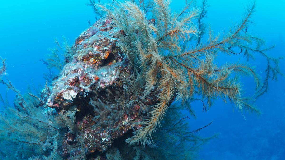 Cinturón de corales en Canarias