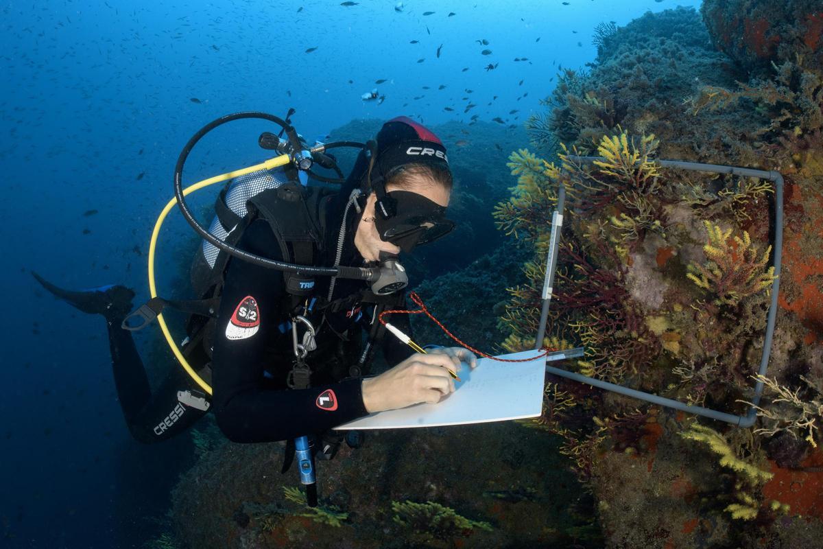 Observadors del Mar. Cens mortalitat coralls Costa Brava.