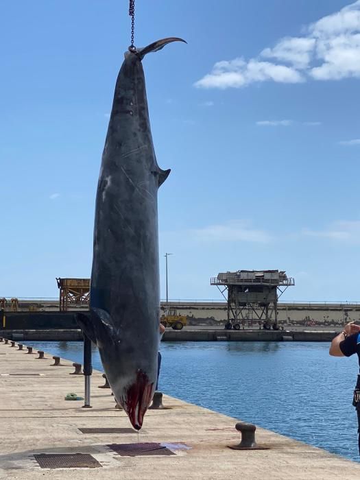 Hallan un cetáceo muerto en Radazul