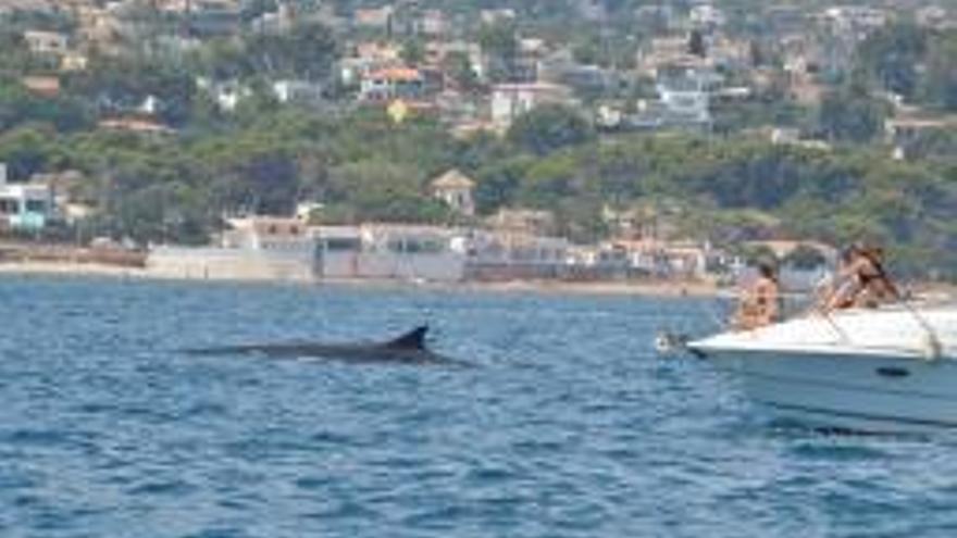 Una ballena rorcual pasa por el litoral de les Rotes de Dénia. | LEVANTE-EMV