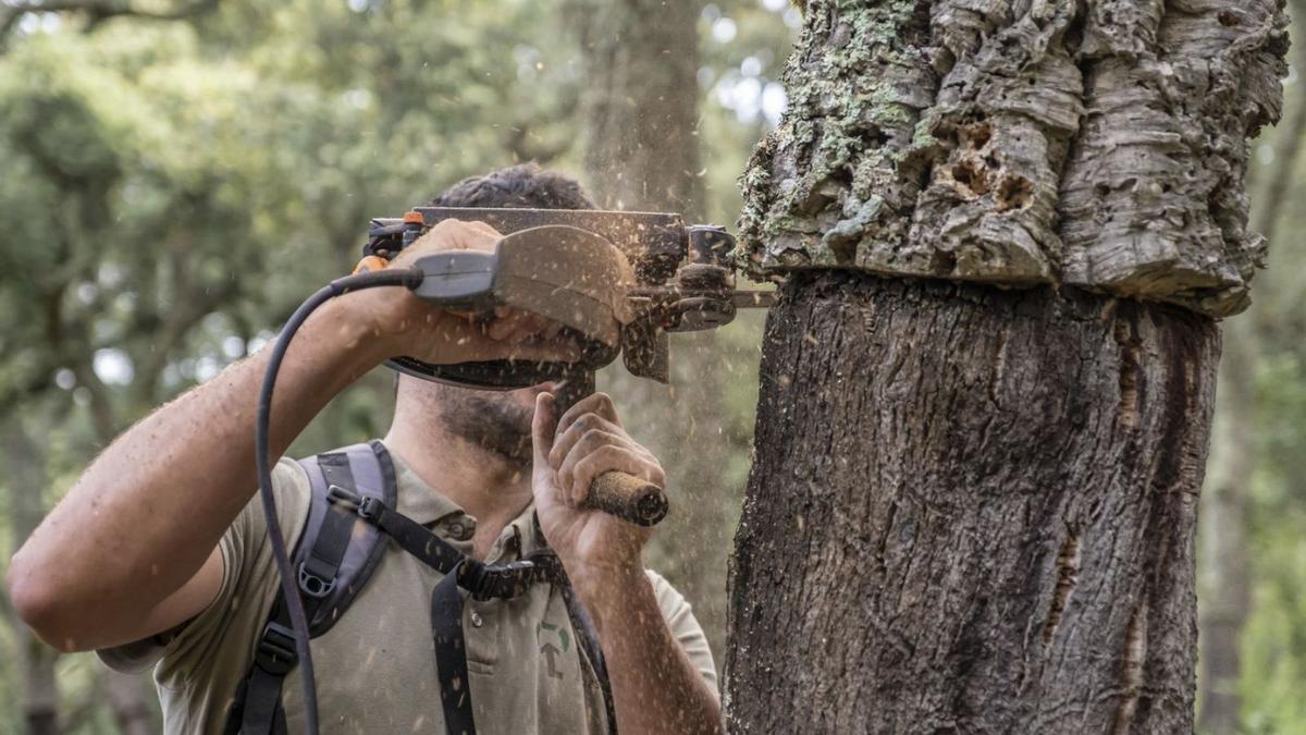 Un pelador de suro treballant en l’escorça d’una alzina amb una serra elèctrica. | SUROCAT