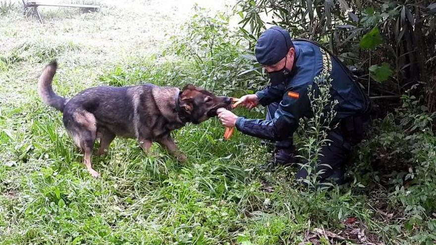 El agente de la Guardia Civil
Víctor Fraga con Koto, en 
Ourense | R /FERNANDO CASANOVA