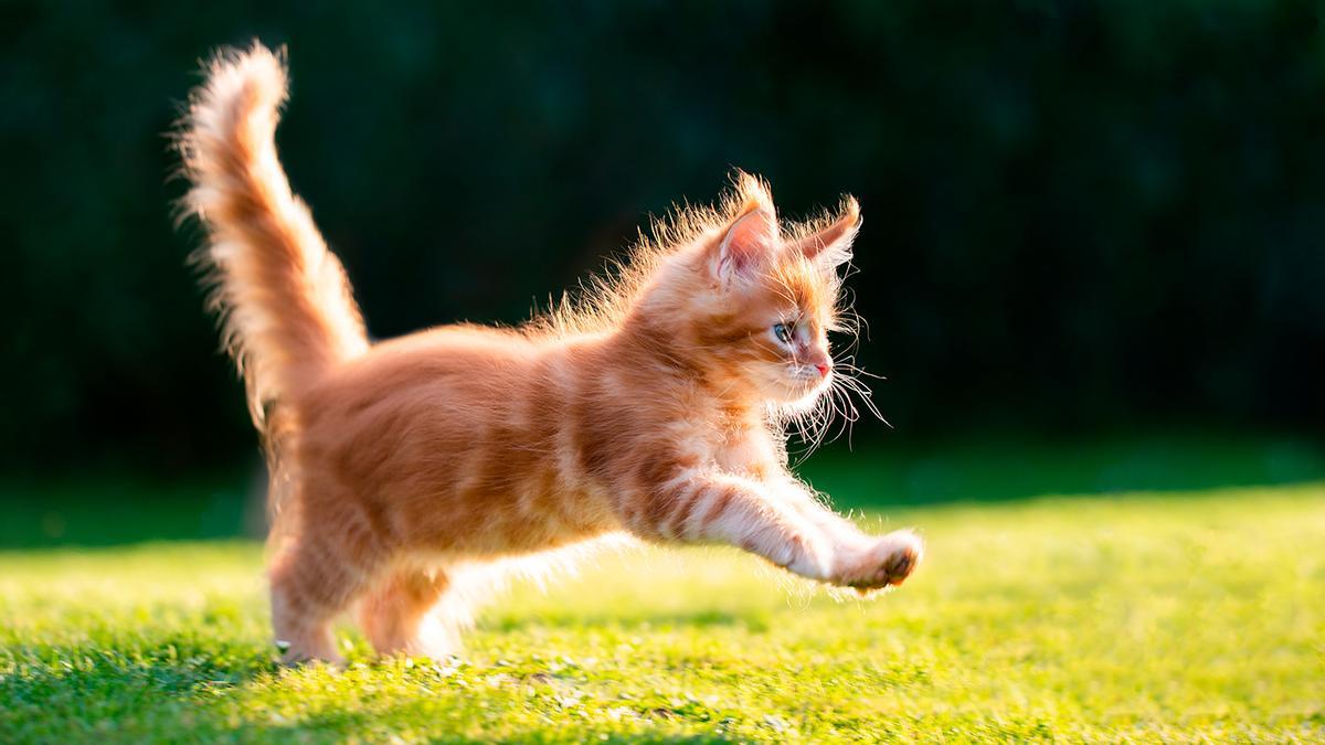 GATOS: Así es cómo ahuyentar a los gatos rápidamente con una palabra