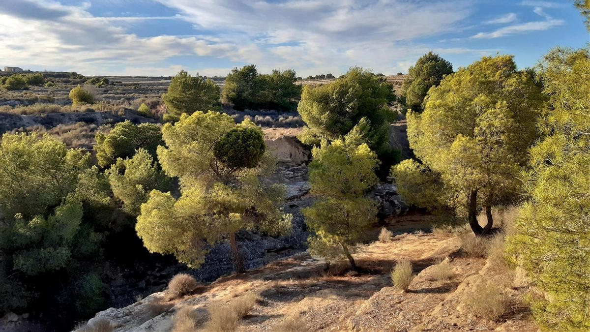 Terrenos afectados por la planta solar &quot;La Juliana&quot;