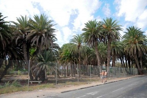 Mal estado de las Palmeras en el Oasis de Maspalomas y el Parque Tony Gallardo