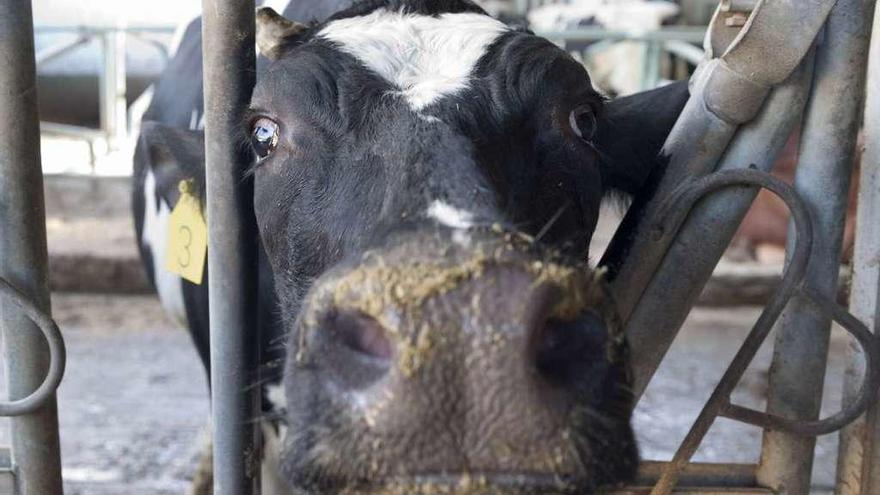 Una vaca destinada a la producción láctea en una instalación ganadera.