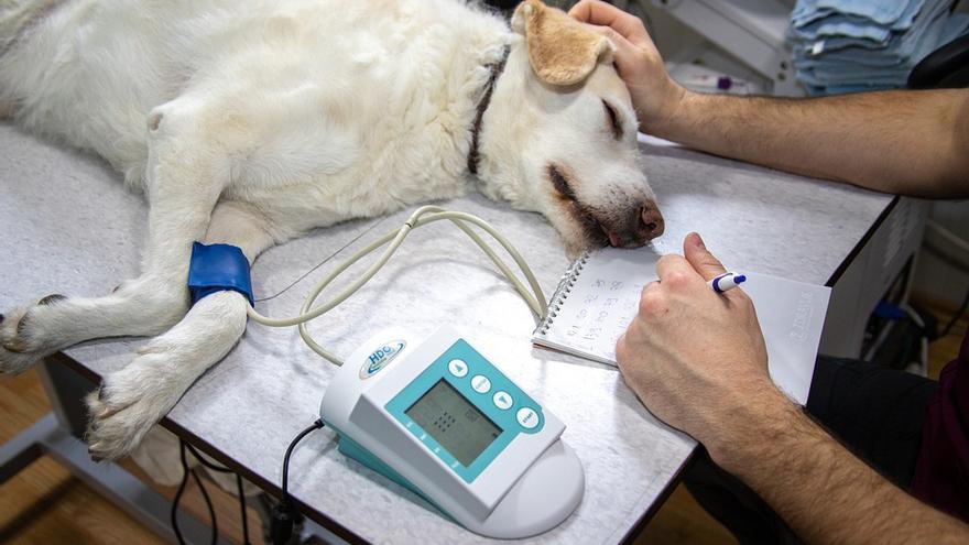 Un gos al veterinari