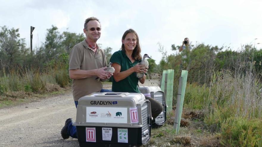 Dr. Uta Westerhüs, Zootierärztin des Opel-Zoo (rechts) und Dr. Martin Kaiser, Kurator für Vögel im Tierpark Berlin-Friedrichsfelde bei der Auswilderung der Marmelenten auf Mallorca.