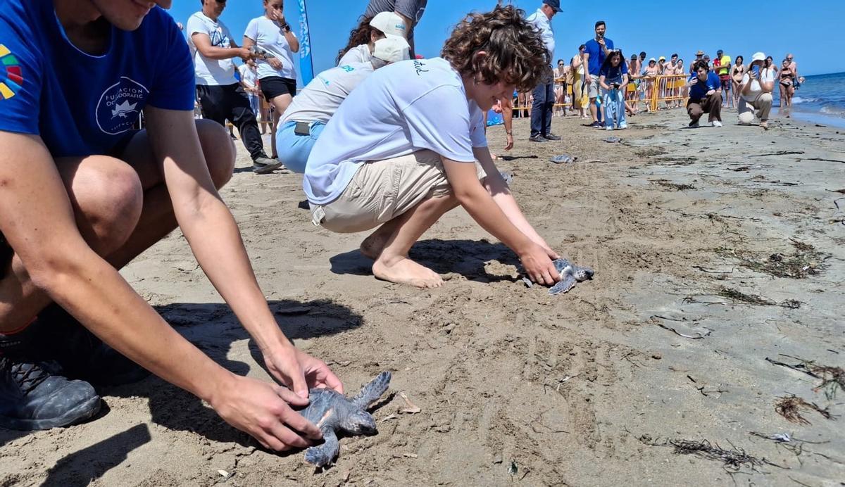 La suelta de tortugas de hoy en Dénia