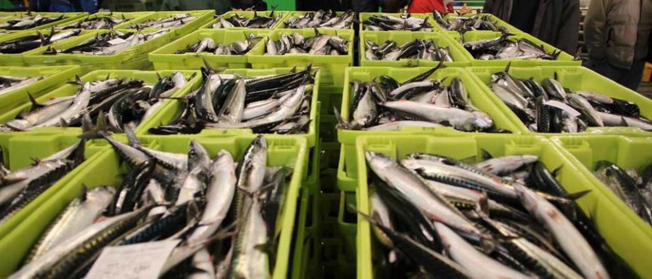 Compradores de pescado, arremolinados alrededor de cajas de xarda en la rula de Avilés.