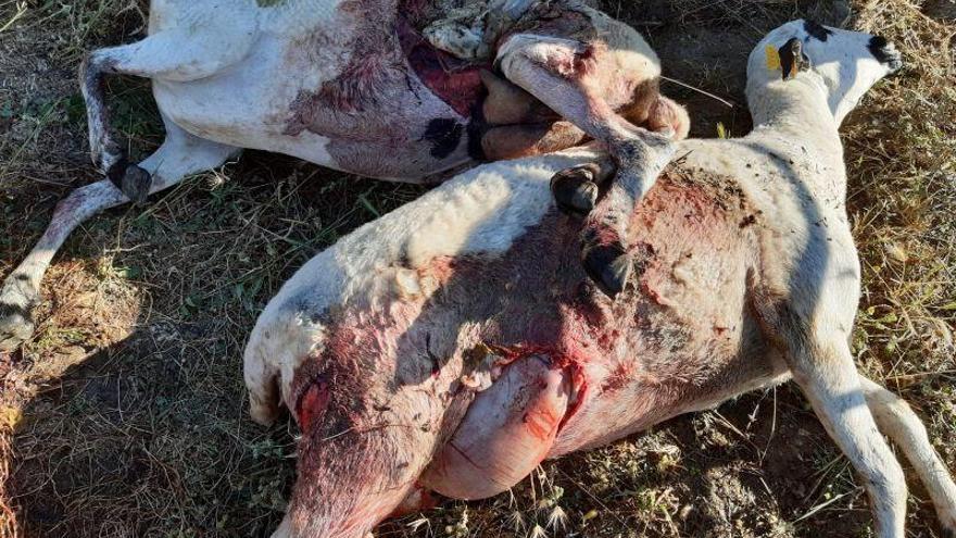 Ovejas muertas en uno de los últimos ataques en Muga de Sayago