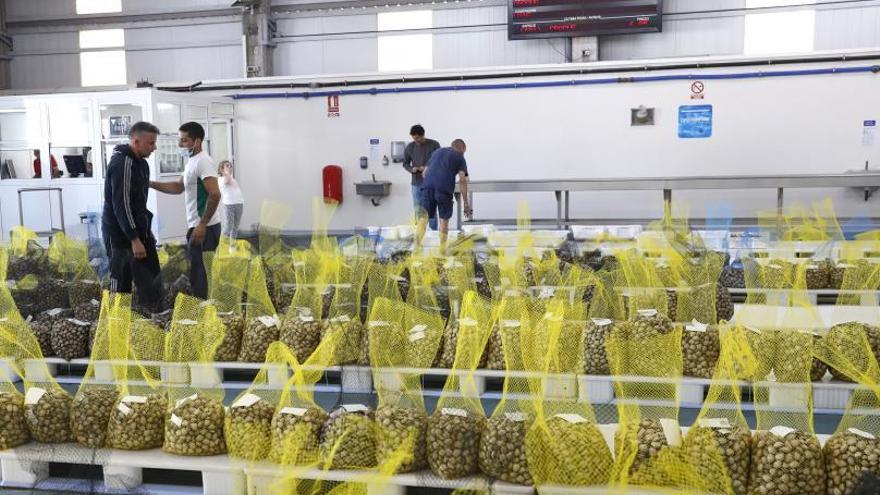 Las lonjas del sur gallego venden por día 5.000 kilogramos menos que hace un año