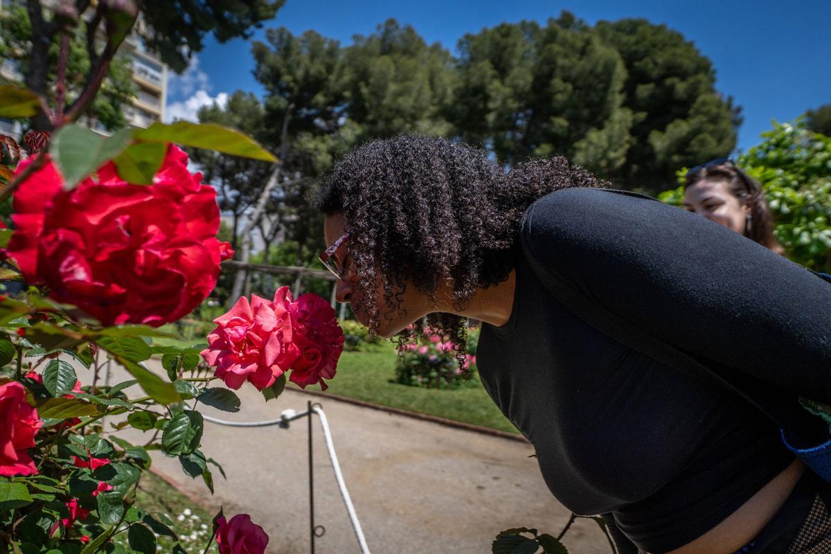 Rosas del parque de Cervantes.