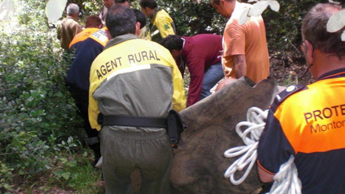 Capturado el toro que escapó por el Vallés.