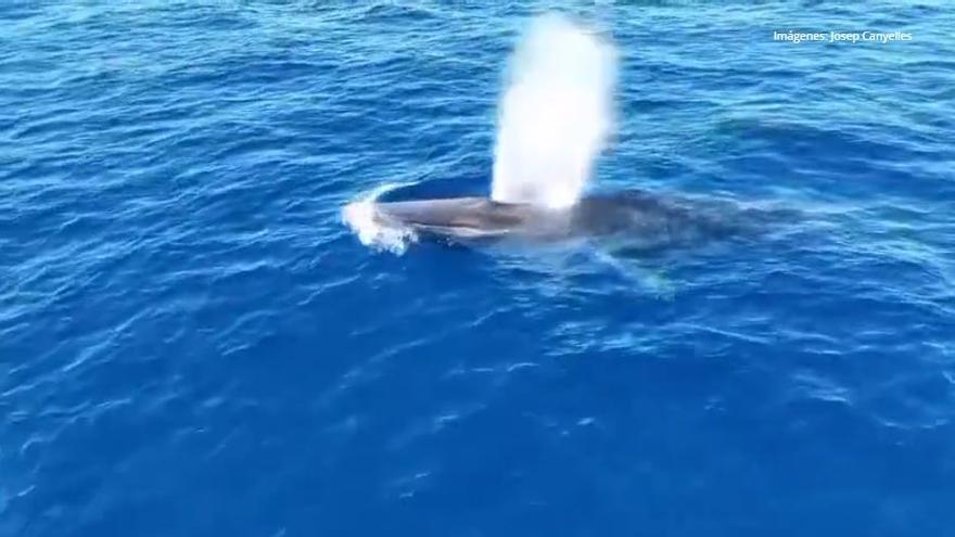 Las espectaculares imágenes aéreas de ballenas en aguas de Formentor