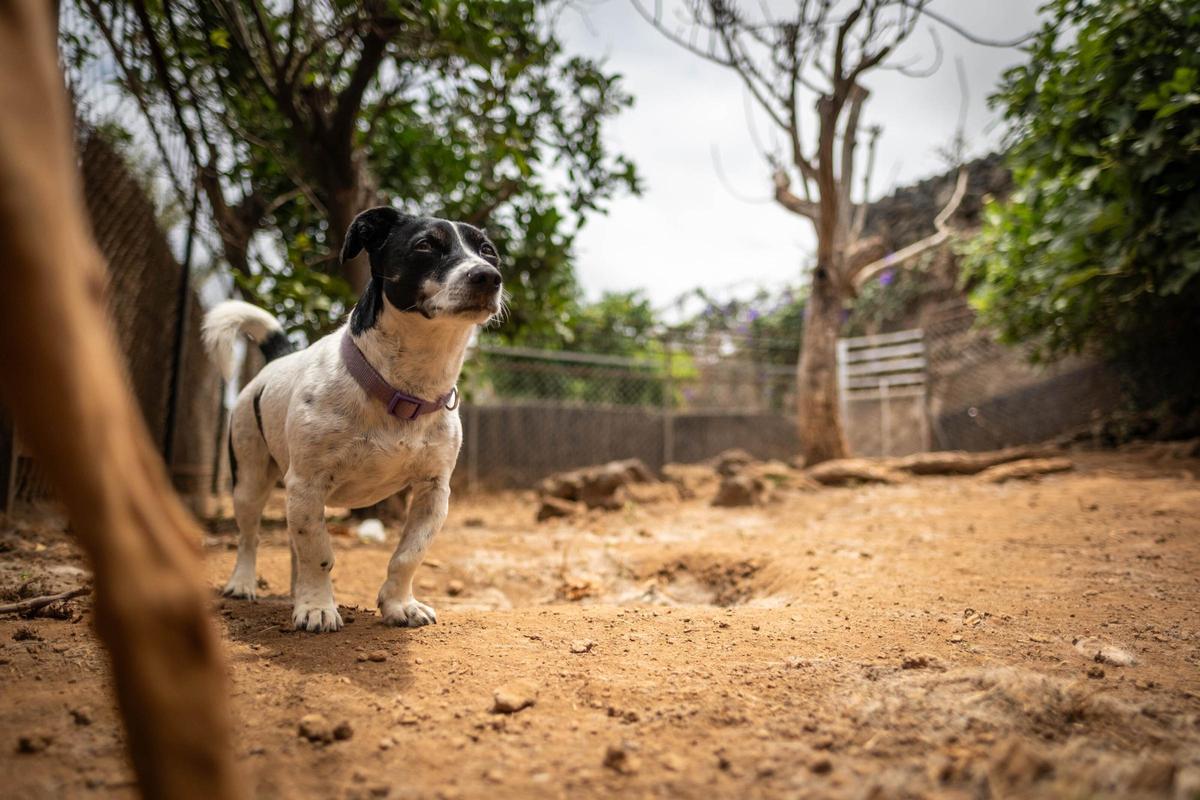 Una guardería para mascotas en Tenerife Una guardería para mascotas en Tenerife