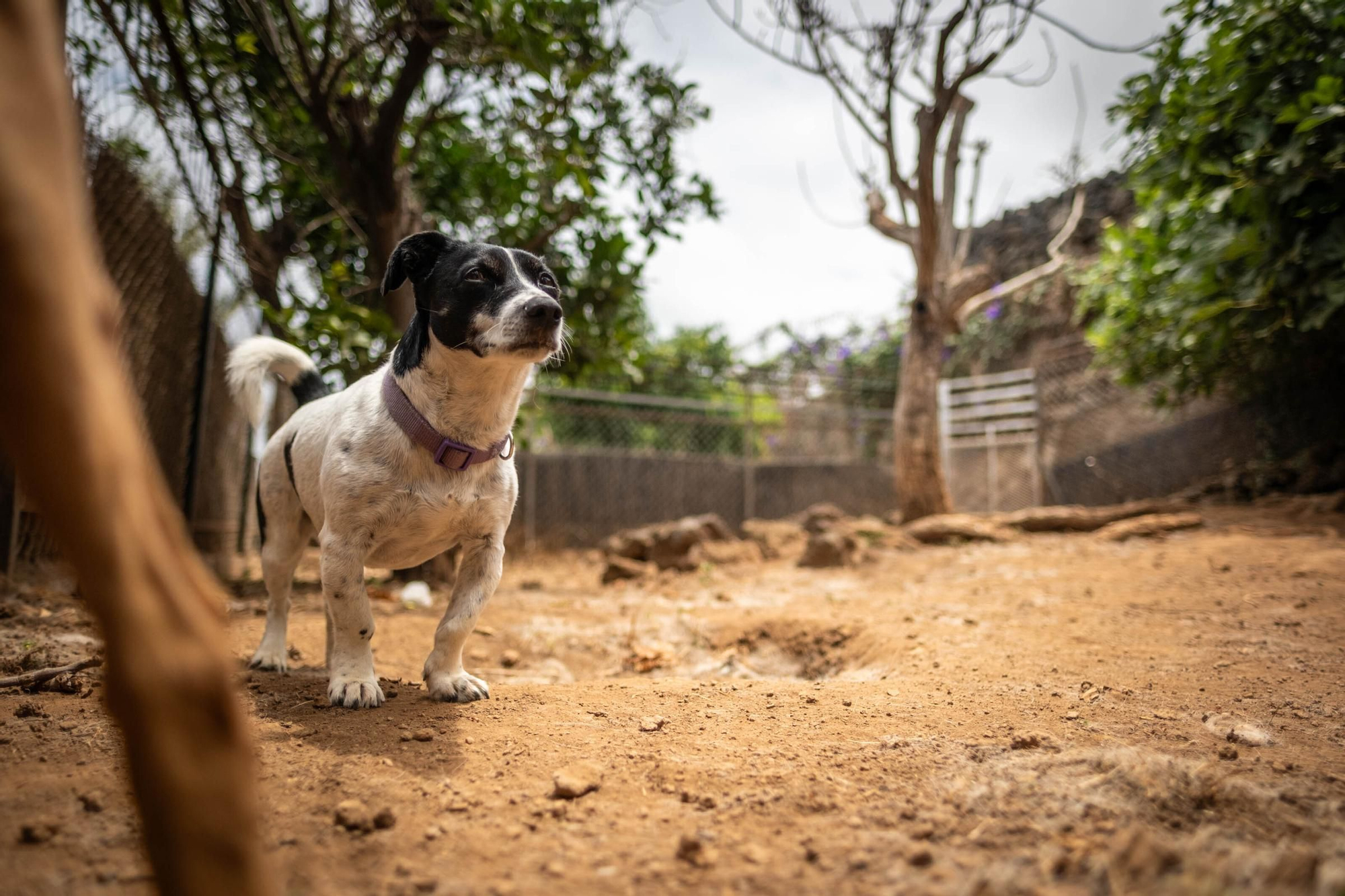 Una guardería para mascotas en Tenerife