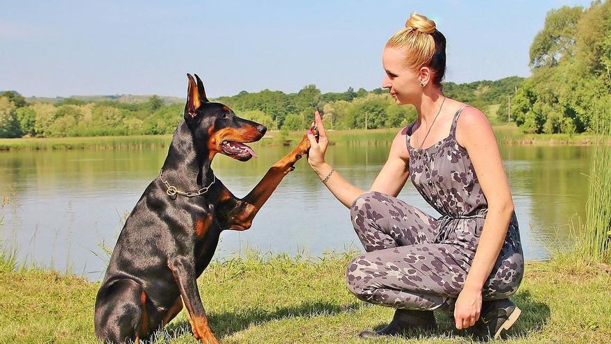 Estos son los cinco perros superdotados: te sorprenderán con su inteligencia