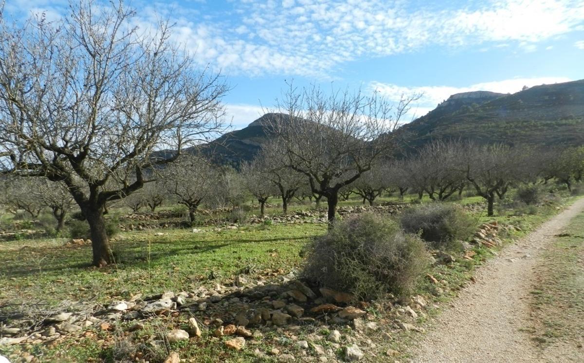 Zona de almendros amenzados en Benissa, en la Marina Alta