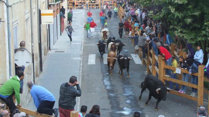 Abatido un astado en Toro tras escaparse