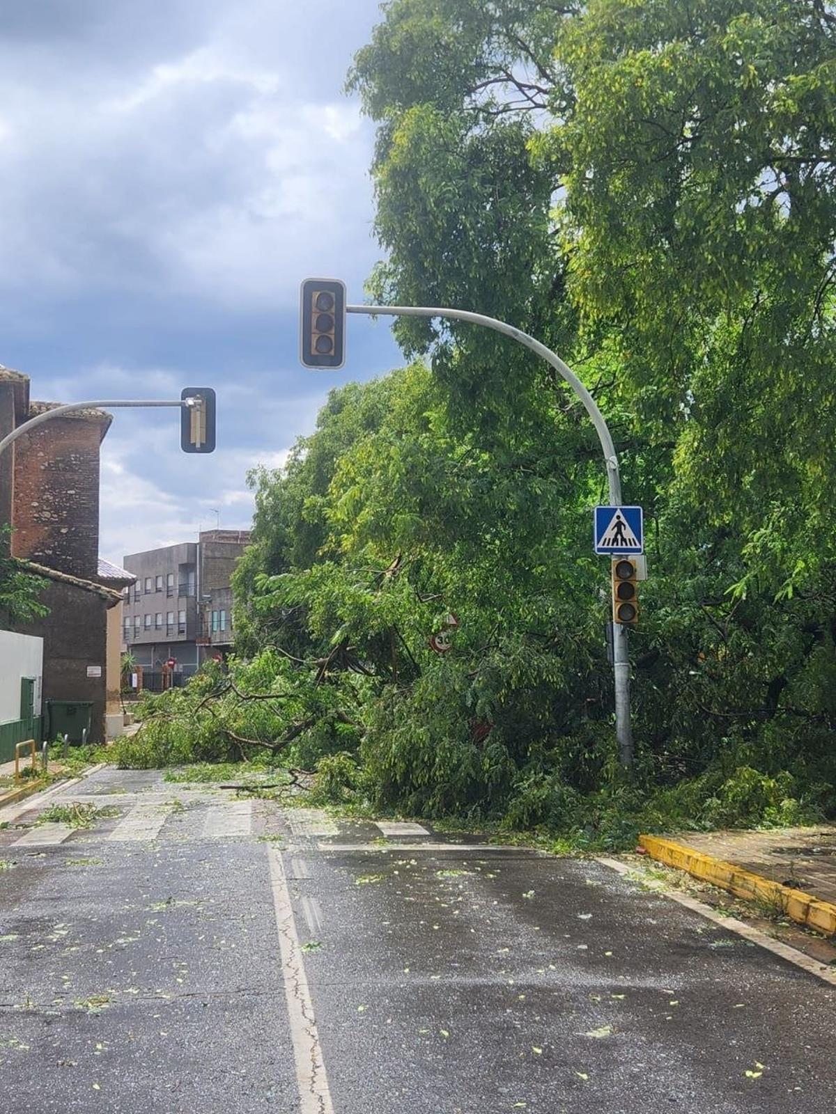 El viento provocó la caida de un árbol en Alzira.