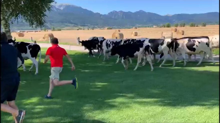 Un ramat de vaques «visita» el Golf Fontanals de Cerdanya