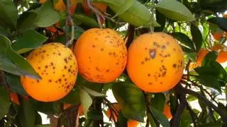 La naranja de Sudáfrica suma y sigue: detectan nuevos envíos infectados con la mancha negra