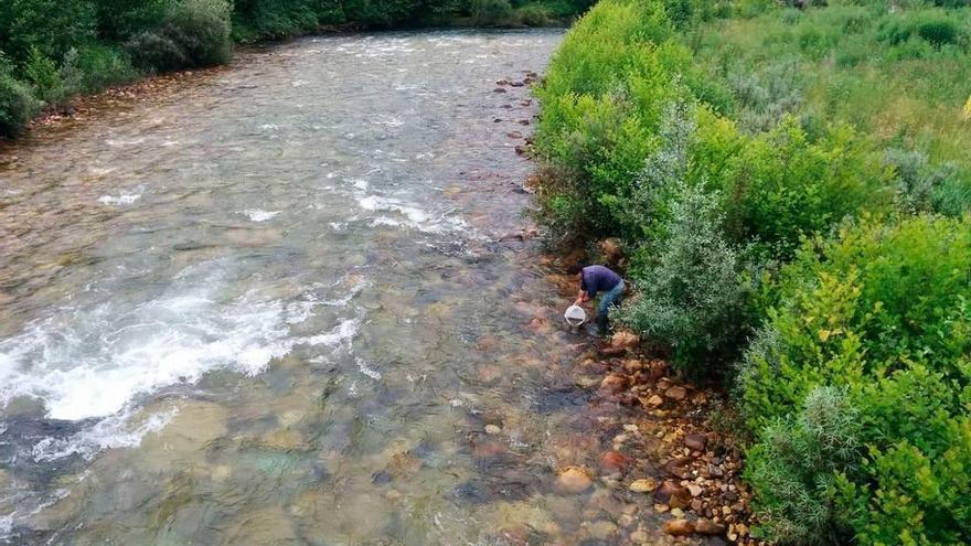 Un pescador se adentra en el cauce de un río en Aller para dejar las crías de trucha.