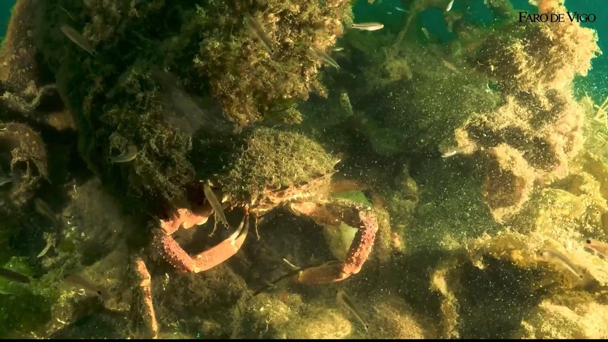 El vergel submarino del Puerto de Vigo alcanza las 150 especies