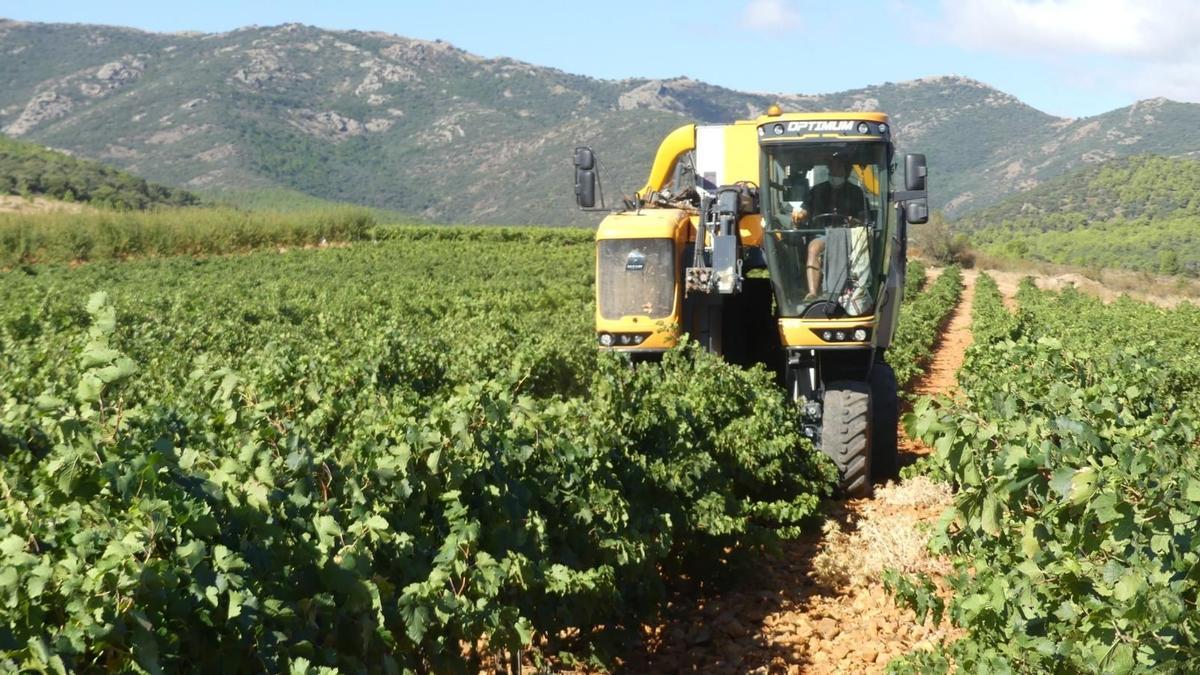 La vendimia en la DOP Cariñena, la mayor denominación vinícola de Aragón.