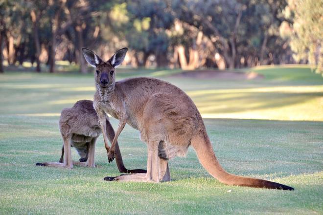 Canguros jugando al golf en Australia