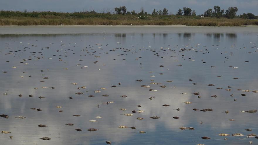 Amigos de los Humedales pide desecar un embalse de El Hondo para reducir la carpa