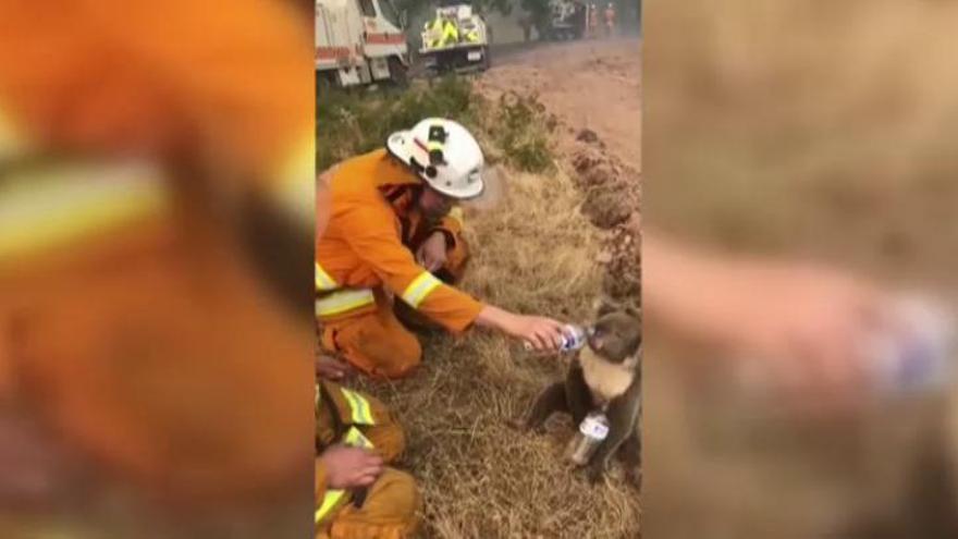 Un bombero ofrece agua a un koala tras un incendio en Australia