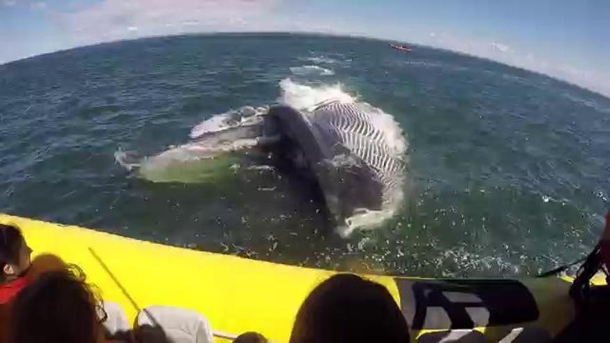 Impactante vídeo en que una ballena gigante casi se traga un bote con pasajeros