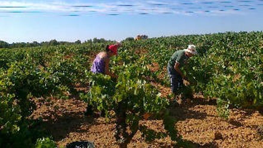 11.000 personas consiguen trabajo gracias a la campaña de la uva para Navidad