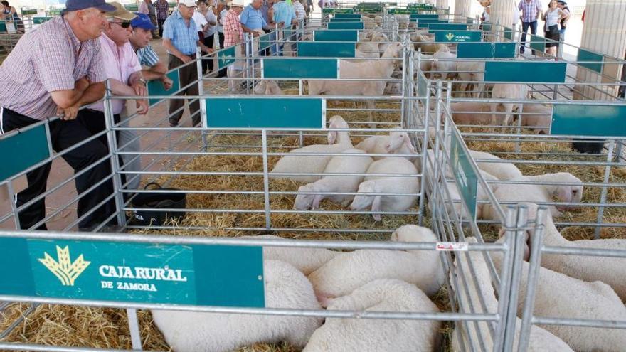 Ovejas en la feria ganadera Ovicampos, de Villalpando, el pasado año.