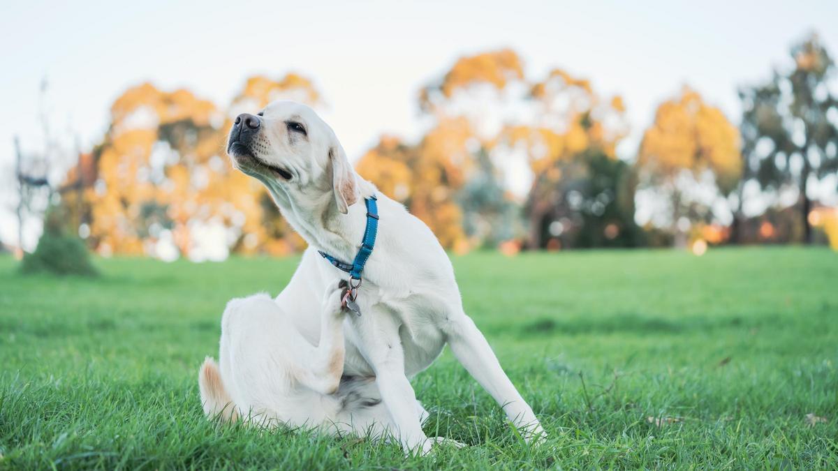 ¡Alerta! Cómo saber si tu perro tiene pulgas y evitar una infestación en casa