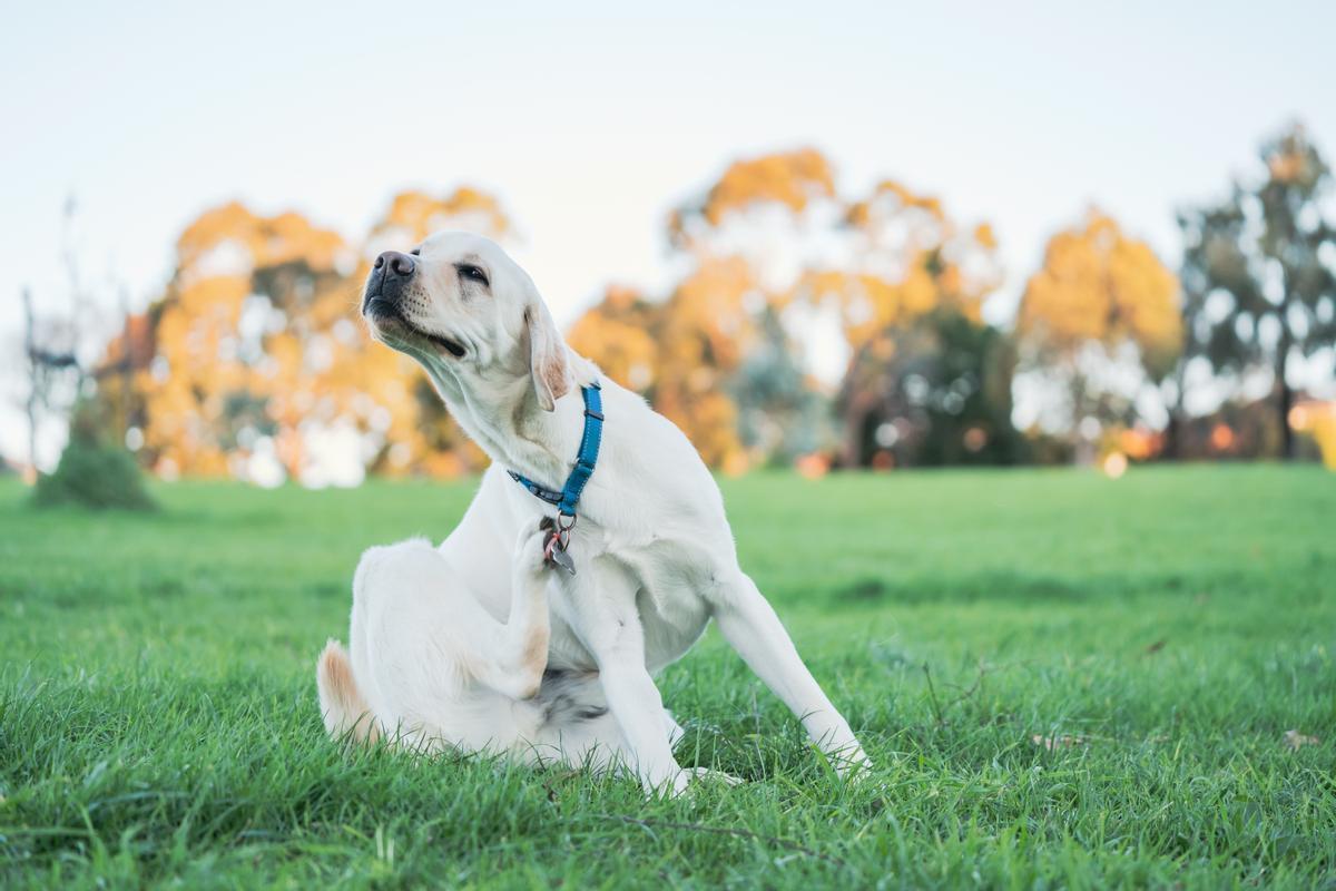 ¡Alerta! Cómo saber si tu perro tiene pulgas y evitar una infestación en casa