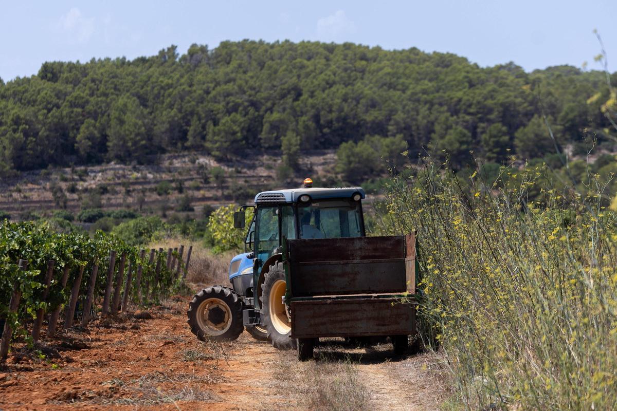 El vino de Ibiza está de enhorabuena esta añada: hasta 80.000 botellas en algunas bodegas