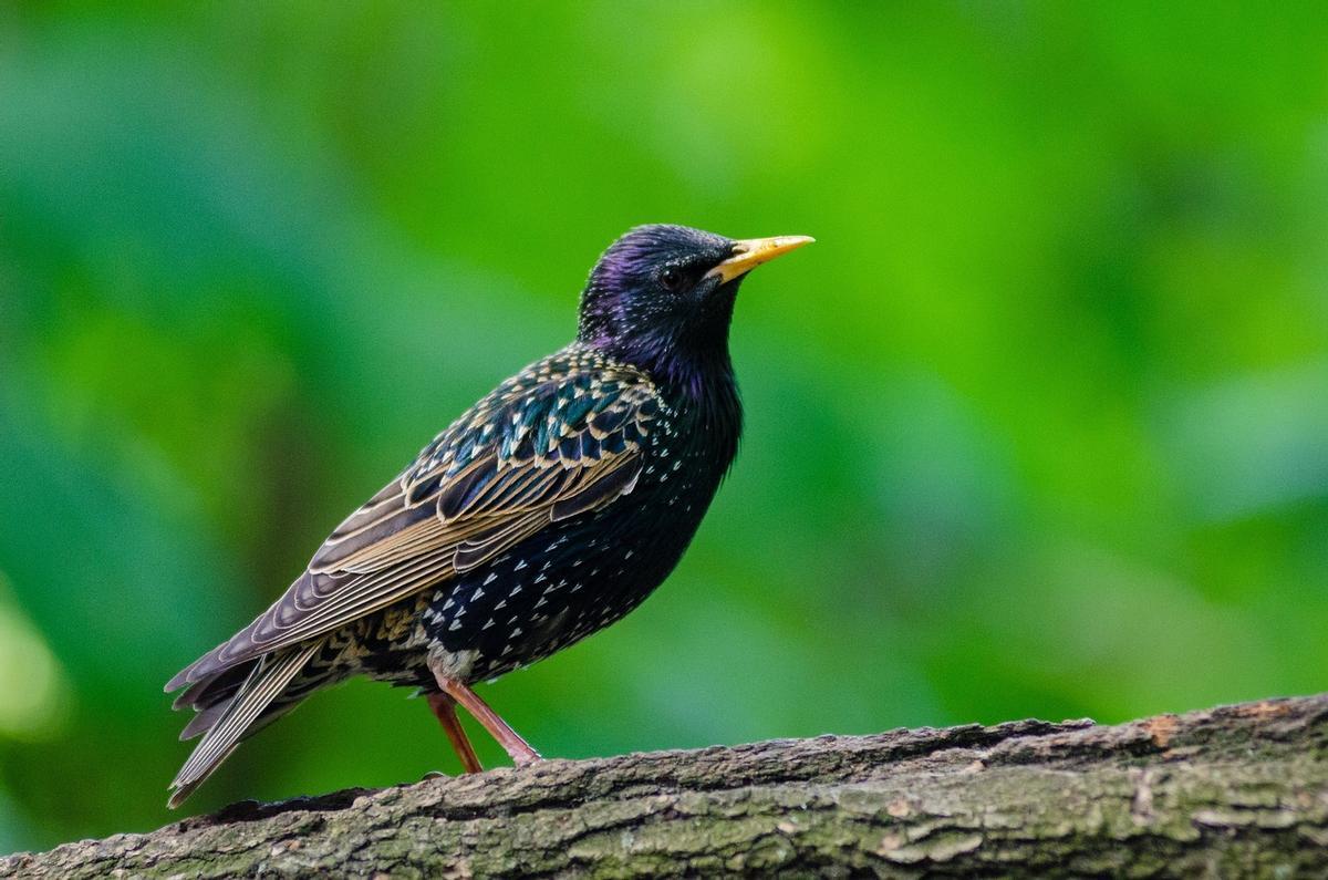 El estornino (Sturnus vulgaris), especie de ave nativa de Europa, fue introducido desde Inglaterra al Central Park de Nueva York hace 130 años. Tan sólo llegaron varias parejas de estorninos, pero hoy se considera una plaga que no puede ser controlada en América del Norte, con unos doscientos millones de ejemplares en todo el continente.