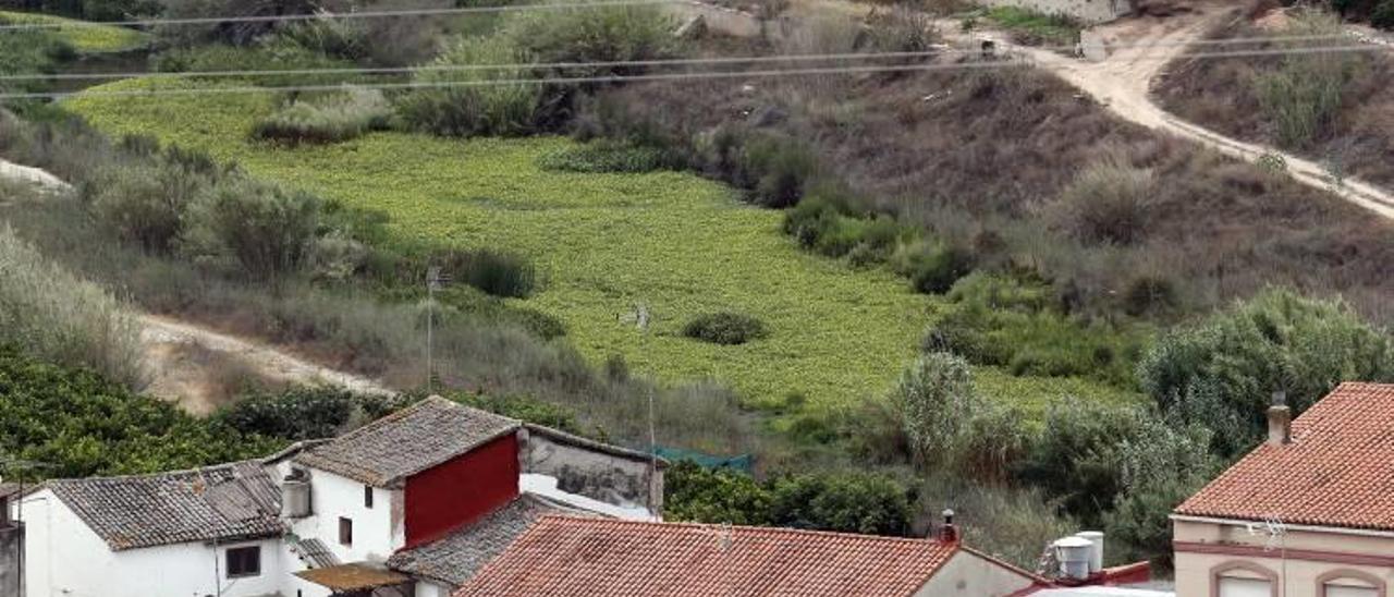 La planta invasora avanza en el río Albaida tras estar un año sin tratar