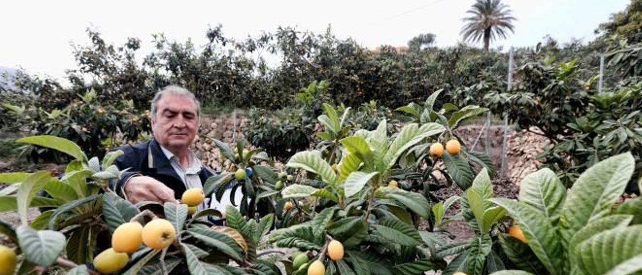 Los cambios de temperatura echan a perder un millón de kilos de nísperos