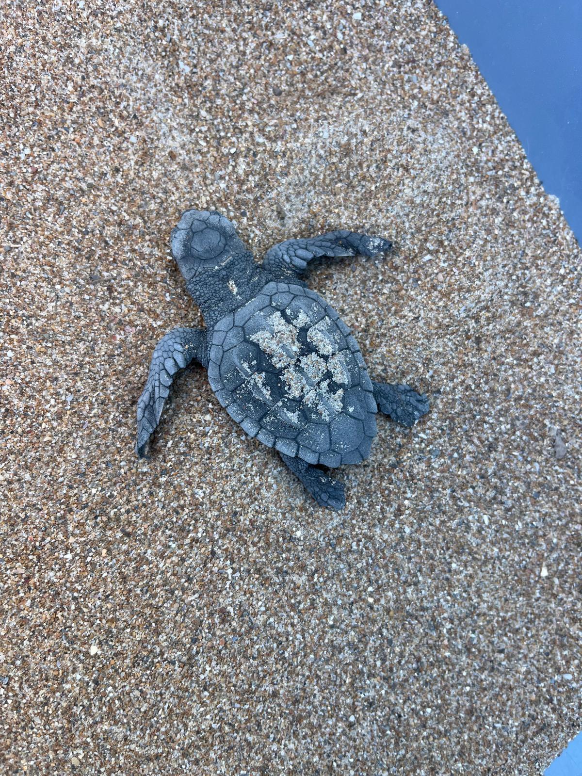 Las imágenes del prodigio: Nace 128 tortugas en Dénia