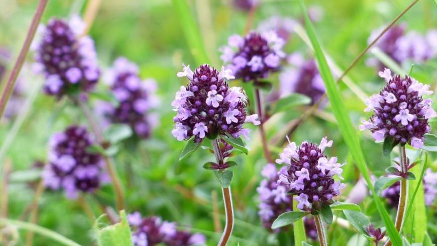 Conèixer les plantes remeieres del nostre entorn per viure millor