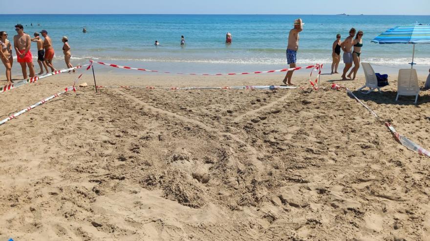 En busca de nidos de tortuga boba en las playas de La Manga