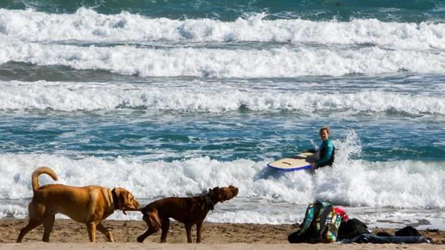 Playa autorizada para el baño de perros.