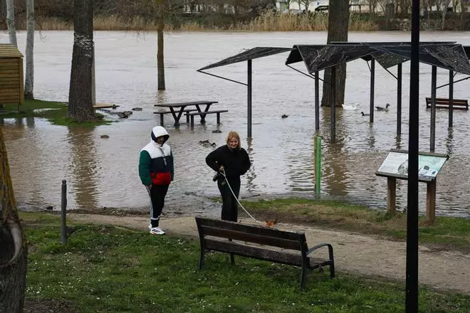 GALERÍA | La espectacular crecida del río Duero a su paso por Zamora capital