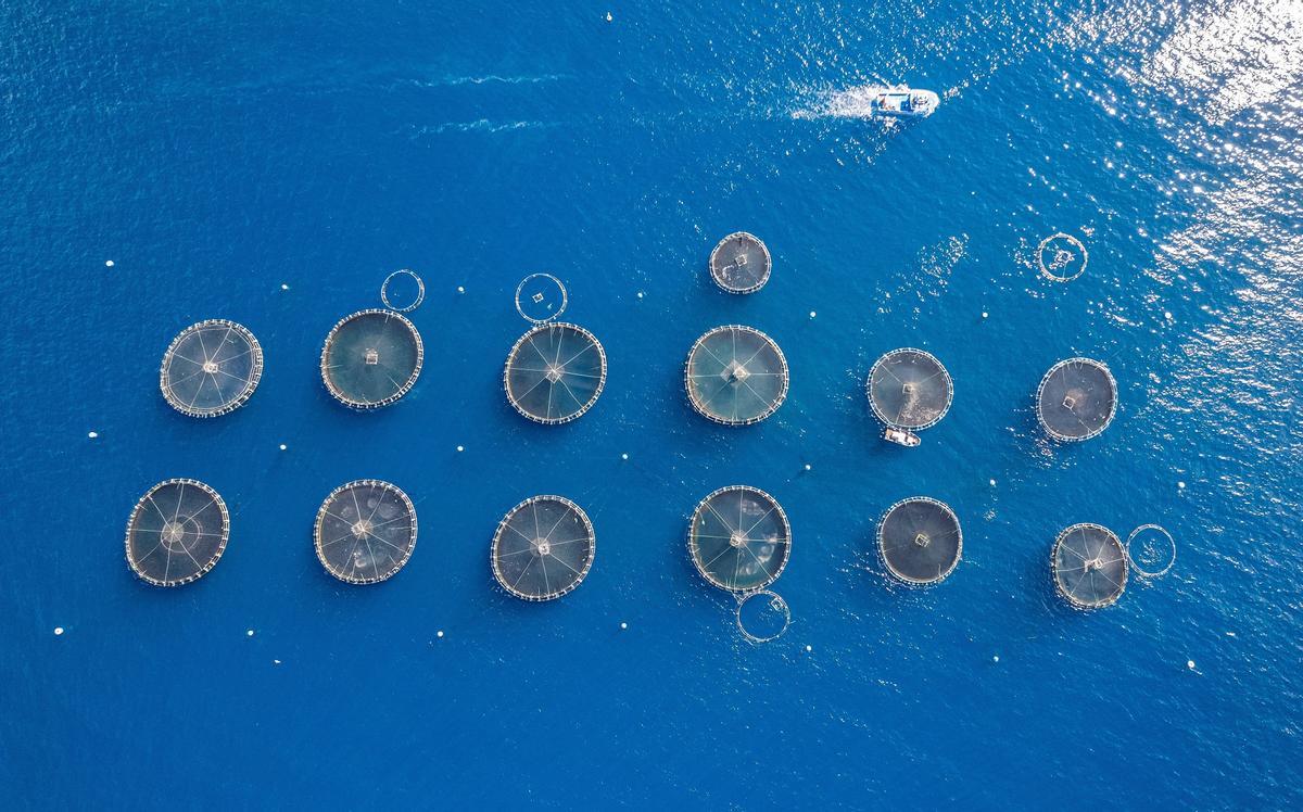 Piscifactoría en Canarias