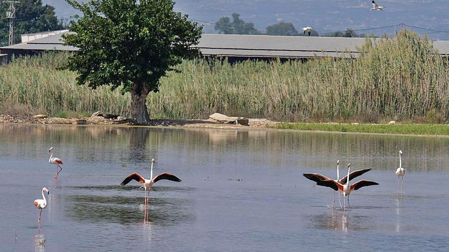 Rapaces, delfines junto a la costa, zorros, jabalíes y serpientes de escalera «se dejan ver» en el último mes.